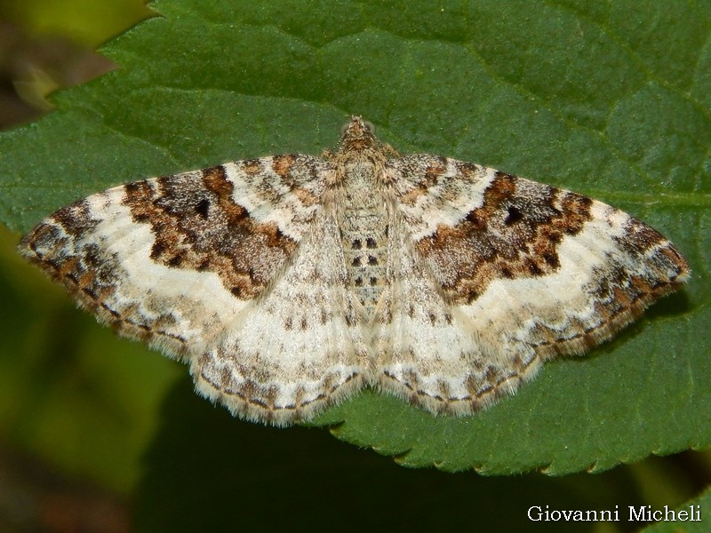 Epirrhoe? S, Epirrhoe rivata ed E. alternata - Geometridae